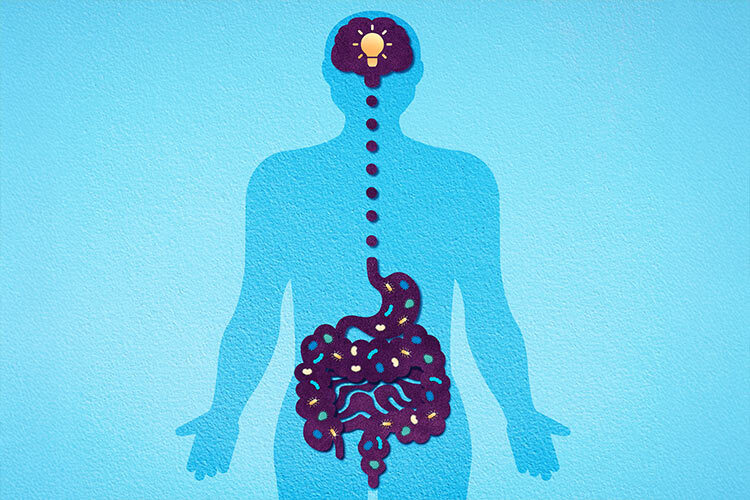 image of a brain connected to the gut