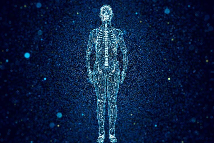 Illustration of the skeletal system