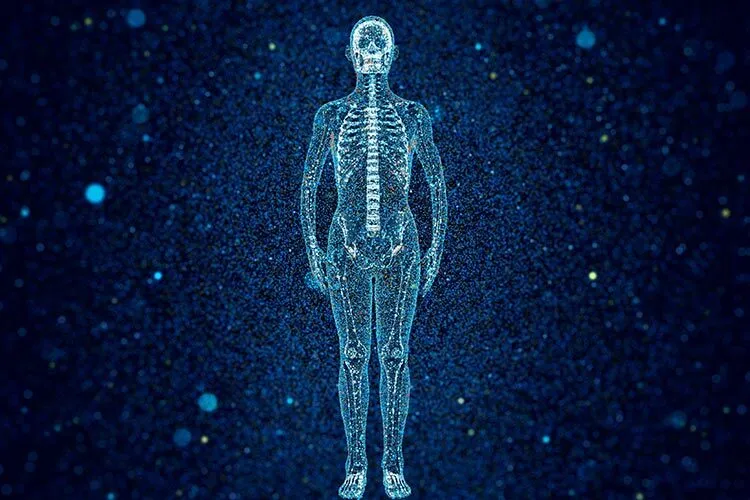 Illustration of the skeletal system