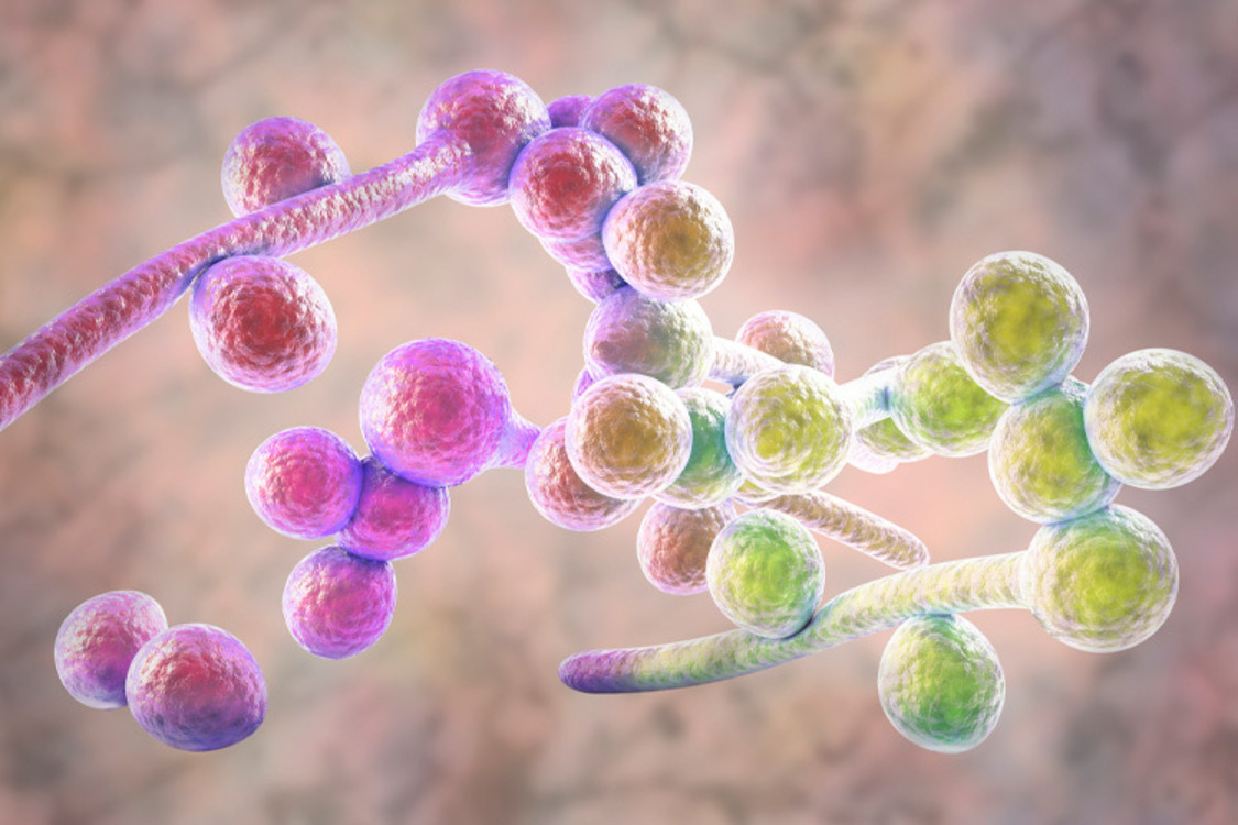 Computer-generated image of the fungus Candida albicans
