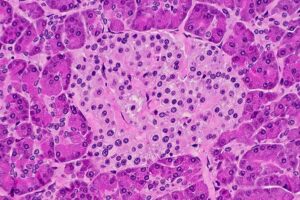 Microscopic photograph of a pancreatic islet