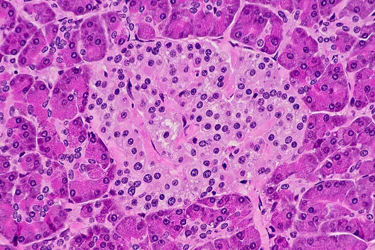 Microscopic photograph of a pancreatic islet