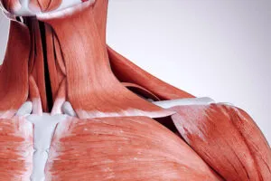 Illustration of the neck and shoulder muscles of a human being