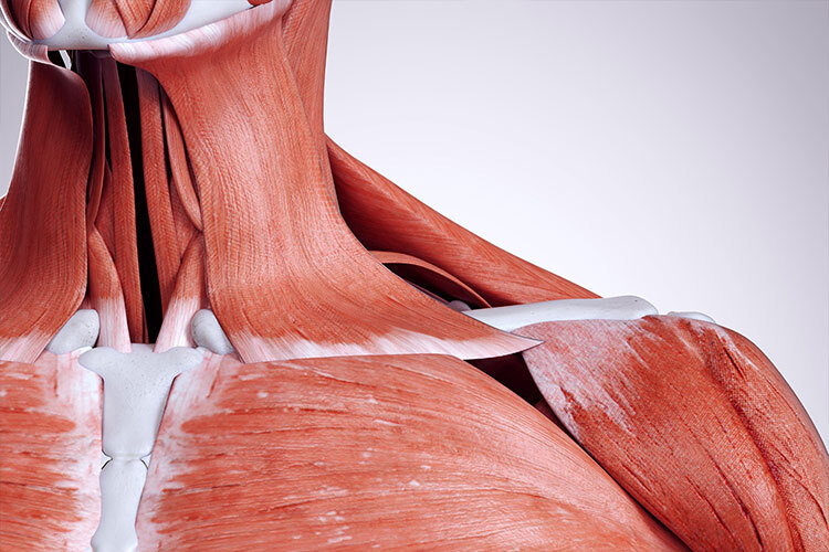 Illustration of the neck and shoulder muscles of a human being