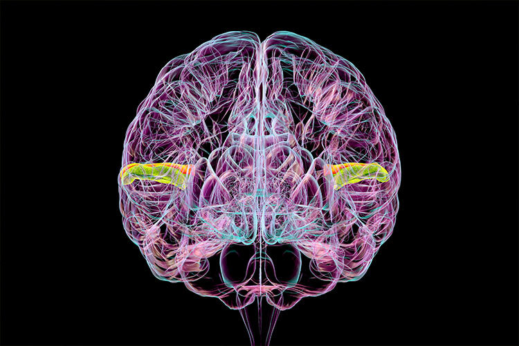 illustration of a brain