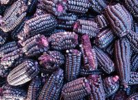 The image shows a close view of numerous cobs of purple maized clustered together. Corn kernels have a deep purple hue, and some cobs have pinkish-purple tufts.