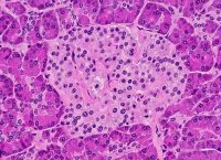 Microscopic photograph of a pancreatic islet