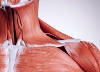 Illustration of the neck and shoulder muscles of a human being