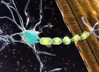 3D illustration of a neuron connected to nerve fibers representing the brain's motor system.