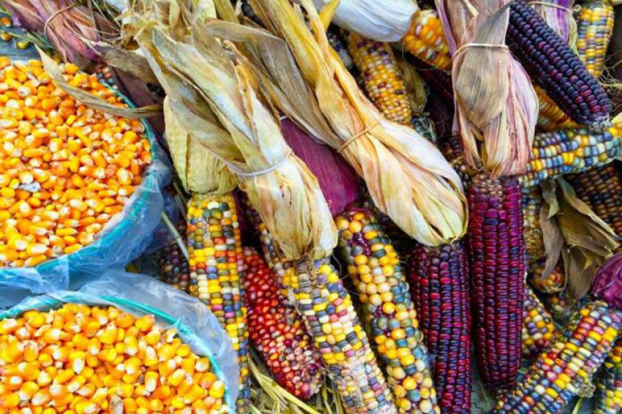 A variety of different corns