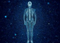 Illustration of the skeletal system