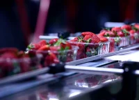 Photograph of strawberries in a production line