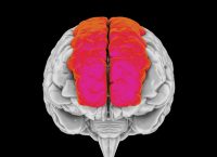 This illustration shows the human brain with a highlighted superior frontal gyrus, also known as the marginal gyrus. It is located in the frontal lobe and is associated with self-awareness and laughter.