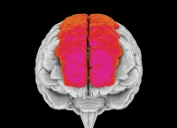 This illustration shows the human brain with a highlighted superior frontal gyrus, also known as the marginal gyrus. It is located in the frontal lobe and is associated with self-awareness and laughter.