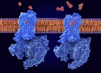 Illustration of morphine (left, red) and fentanyl (right, red) molecules binding to mu-opioid receptors (blue) in a cell membrane. Opioid receptors are found on nerve cells. When pain is detected by the body, endorphins are released and attach to the receptors, starting a reaction that modulates pain perception.