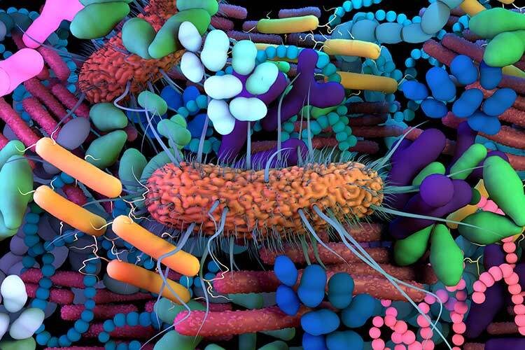 Microbiome illustration