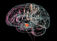 Illustration of a human brain in a black font with neurological connections in different colors.