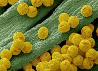 image shows pollen grains