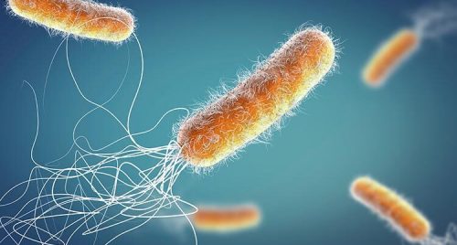 Pictured is a Pseudomonas aeruginosa bacterium, which attacks humans and plants and is resistant to antibiotics.