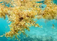 Underwater shot of large clumps of sargassum seaweed floating over a reef.