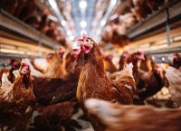 birds and chicken, poultry can spread bird flu