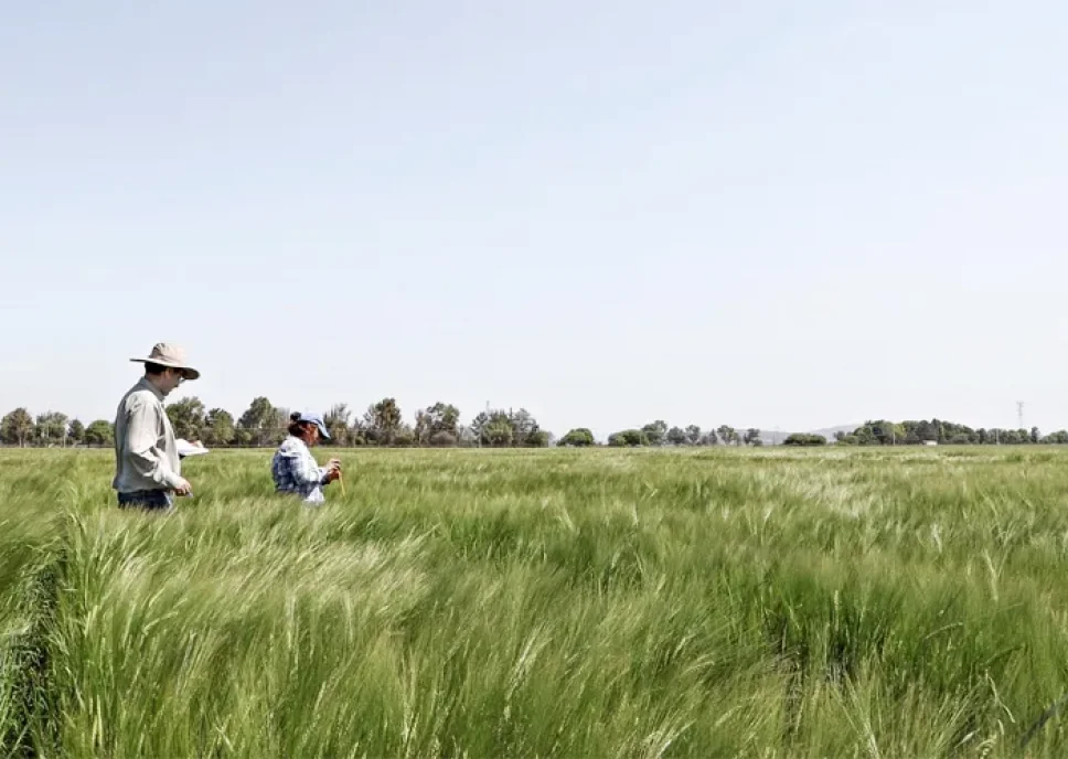 caetec