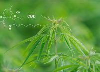 Photograph of the cannabis plant with a drawing of the CBD molecule on top.