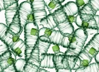 PET bottles