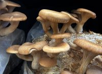 mushroom
