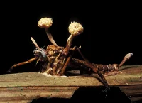 PARASITIC FUNGUS, CORDYCEPS SP, INFESTS AND KILLS INSECT HOST. MANU NP. SOUTHEAST PERU