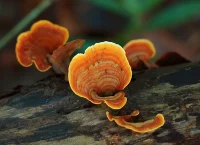 image of fungi in wood