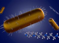 Chains of gold nanoparticles appear in blue and silver in white around heart cells.