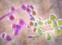 Computer-generated image of the fungus Candida albicans