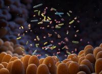 3D illustration of gut bacteria. The gut microbiome