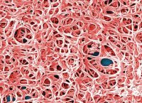 Borrelia bacteria causes lyme disease