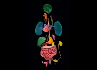 Illustration of a 3D anatomical model of human organs