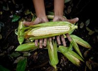 resilience against food insecurity