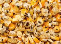 Corn kernels damaged by weevils.