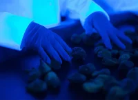 Photograph of vegetables under UV light