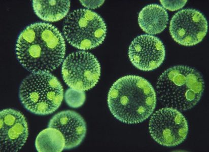 Green algae that multiply in colonies