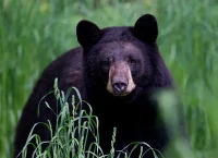 Image of a black bear.