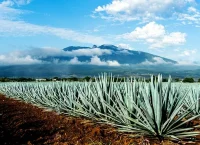 image of agave fields