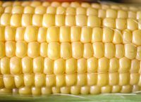 image of corn