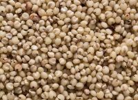 Sorghum grains