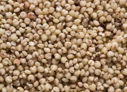 Sorghum grains