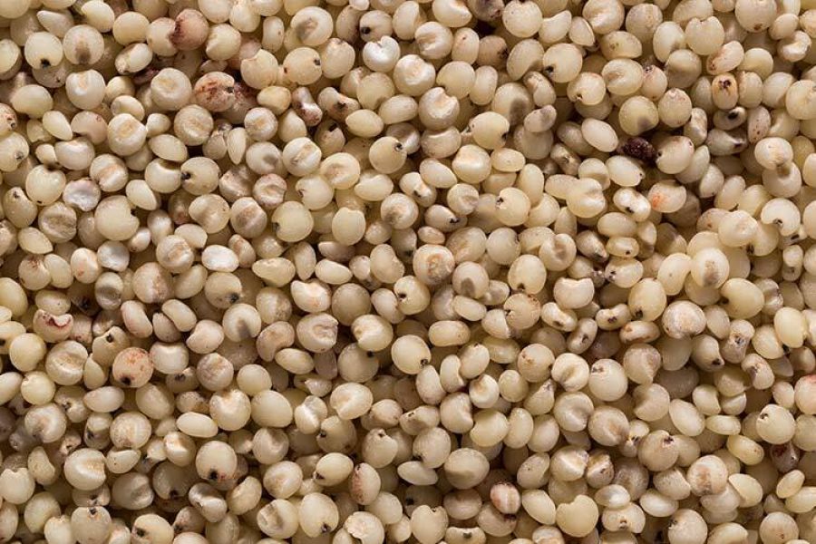 Sorghum grains