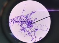 bacillus subtilis gram stain 1000x