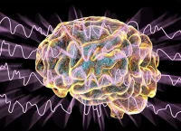 image of the brain