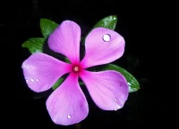 image of the teresita plant