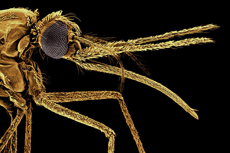 imagen de un mosquito